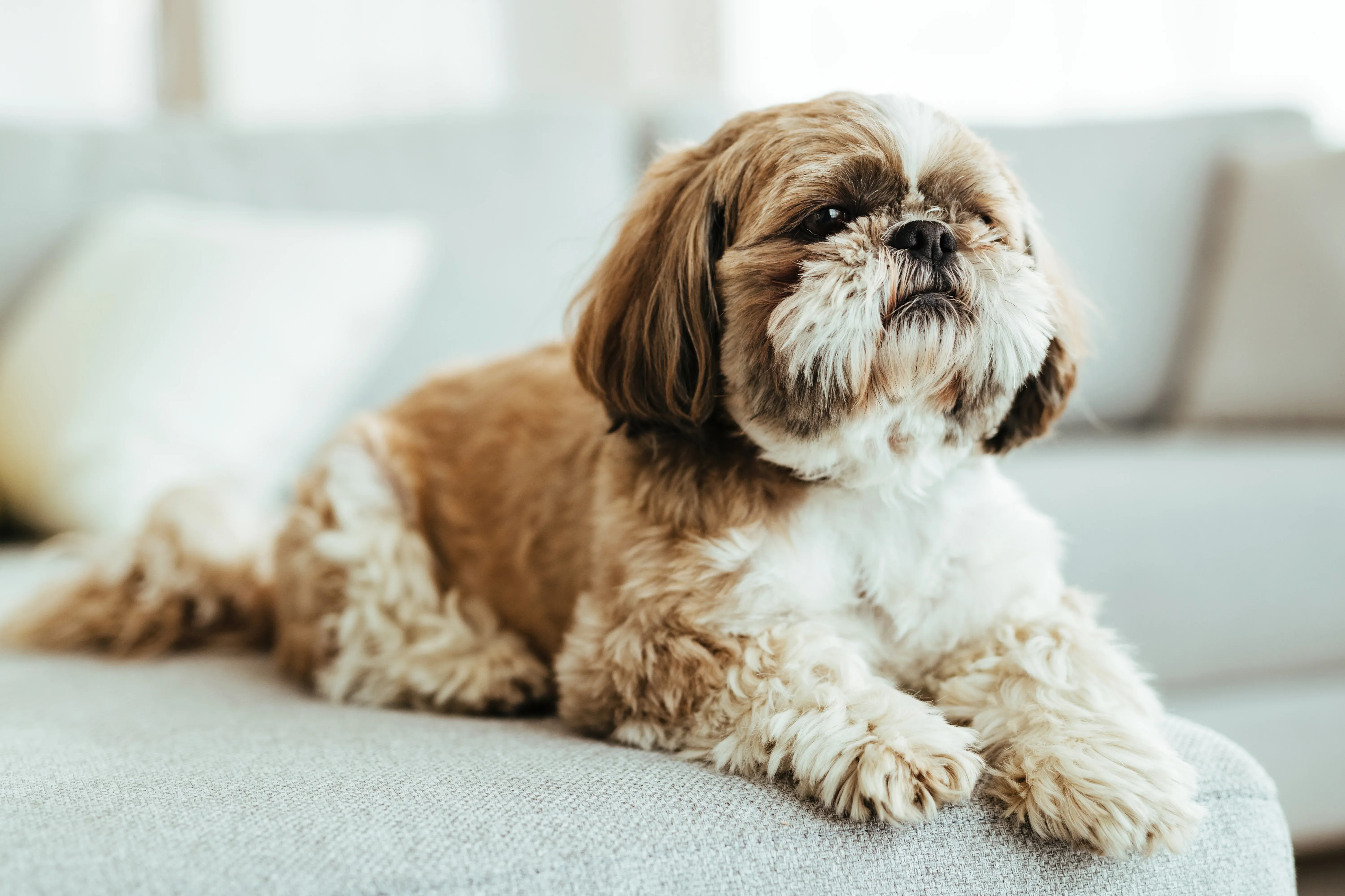 A Shih Tzu dog relaxing on a living room sofa