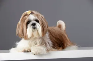 A Shih Tzu dog with a long, flowing gold and white coat, groomed nicely