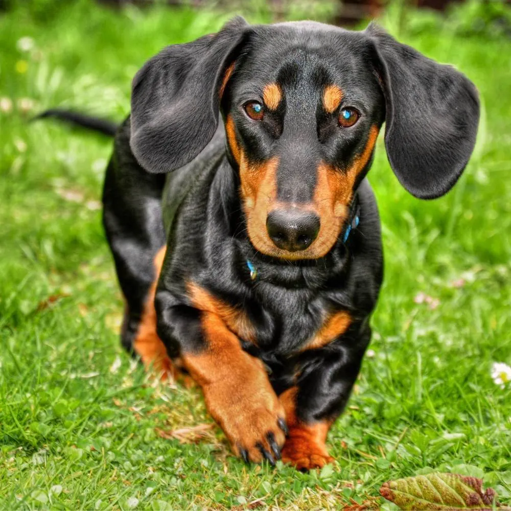 A short-legged, long-bodied Dachshund dog running through a grassy field