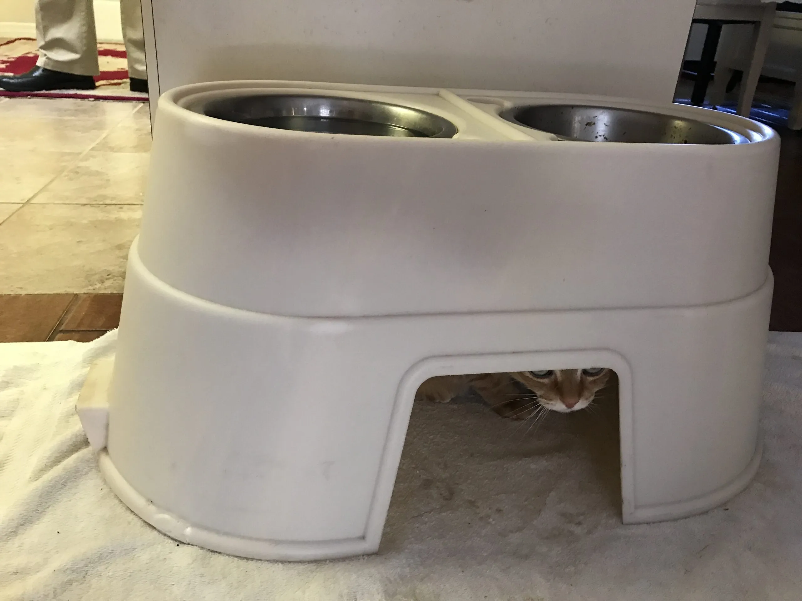 A shy cat is peeking out from a dark hiding spot, with its eyes wide, indicating fear or uncertainty.