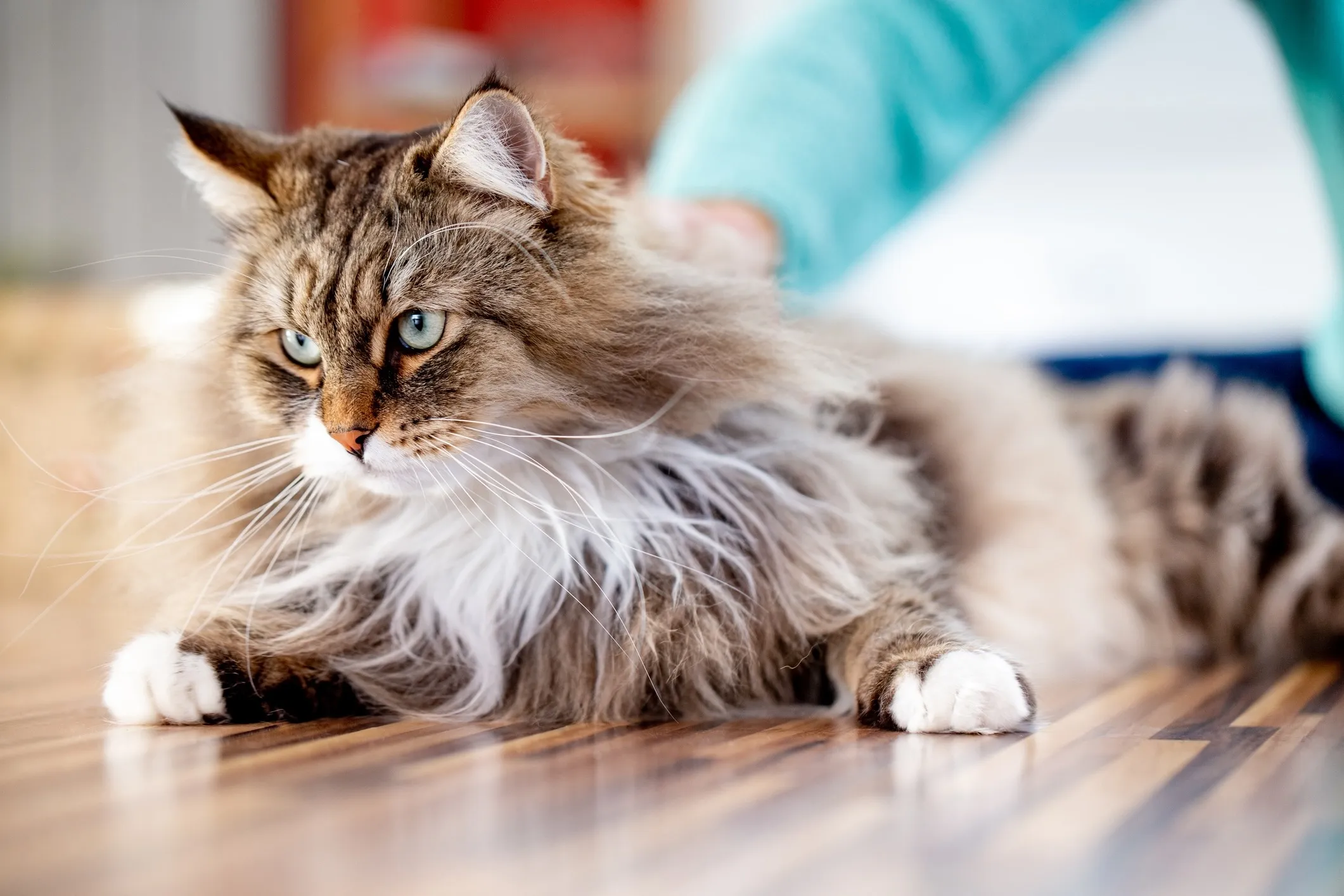 A Siberian cat lying on the floor while being petted, highlighting its thick coat and large frame.