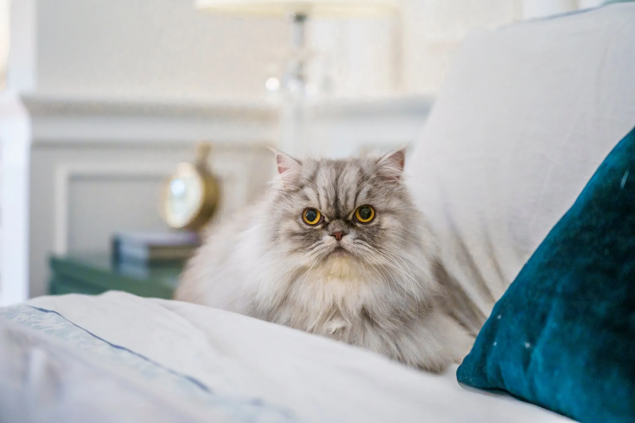A silver Persian cat comfortably settled in a human bed
