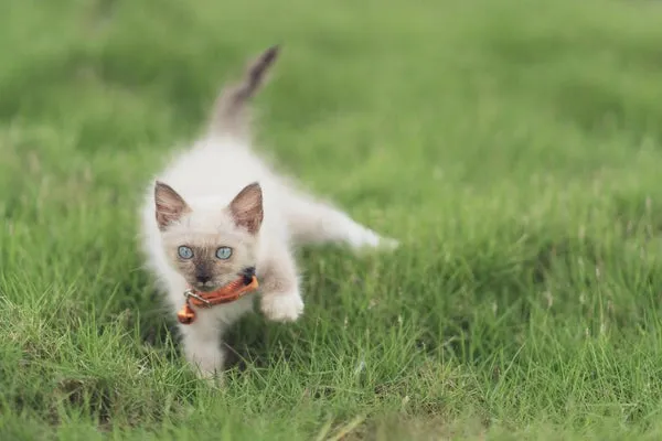 A sleek Siamese cat intently focused, ready to pounce on a toy during playtime.