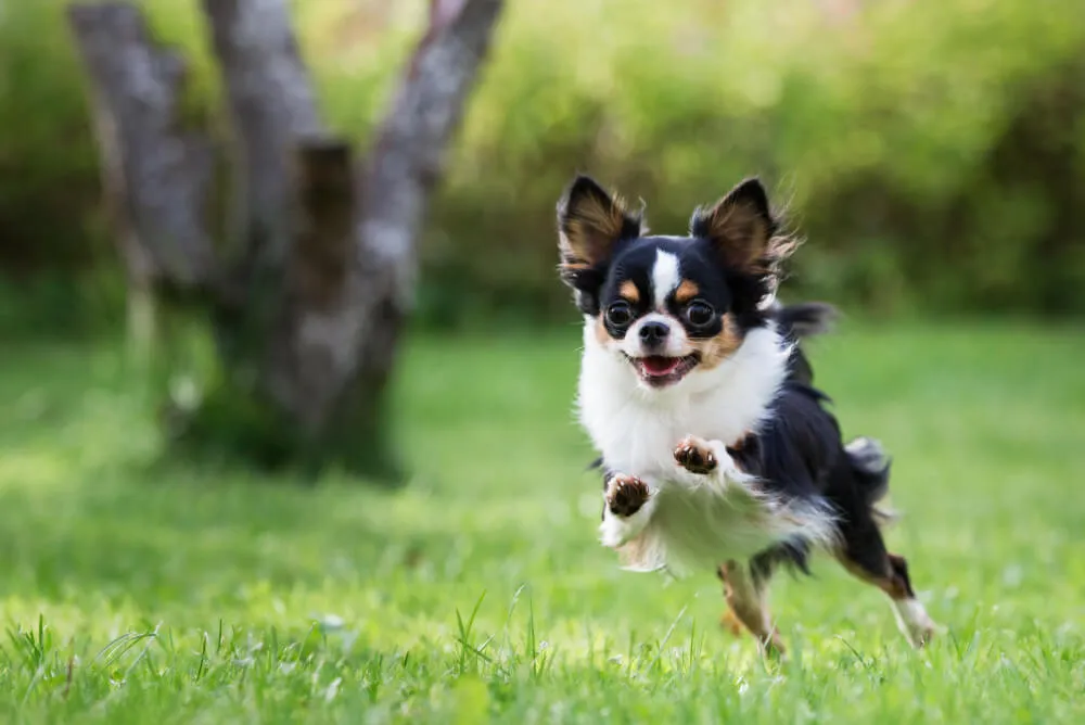 A small, adorable Chihuahua puppy looking up inquisitively while sitting next to a bowl of dry dog food.