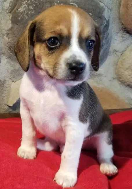 A small, alert Beagle puppy looking upwards, showcasing its characteristic floppy ears and soulful eyes.