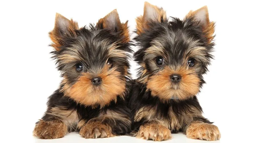 A small and brave Yorkshire Terrier, often called a Yorkie, with a stylish coat