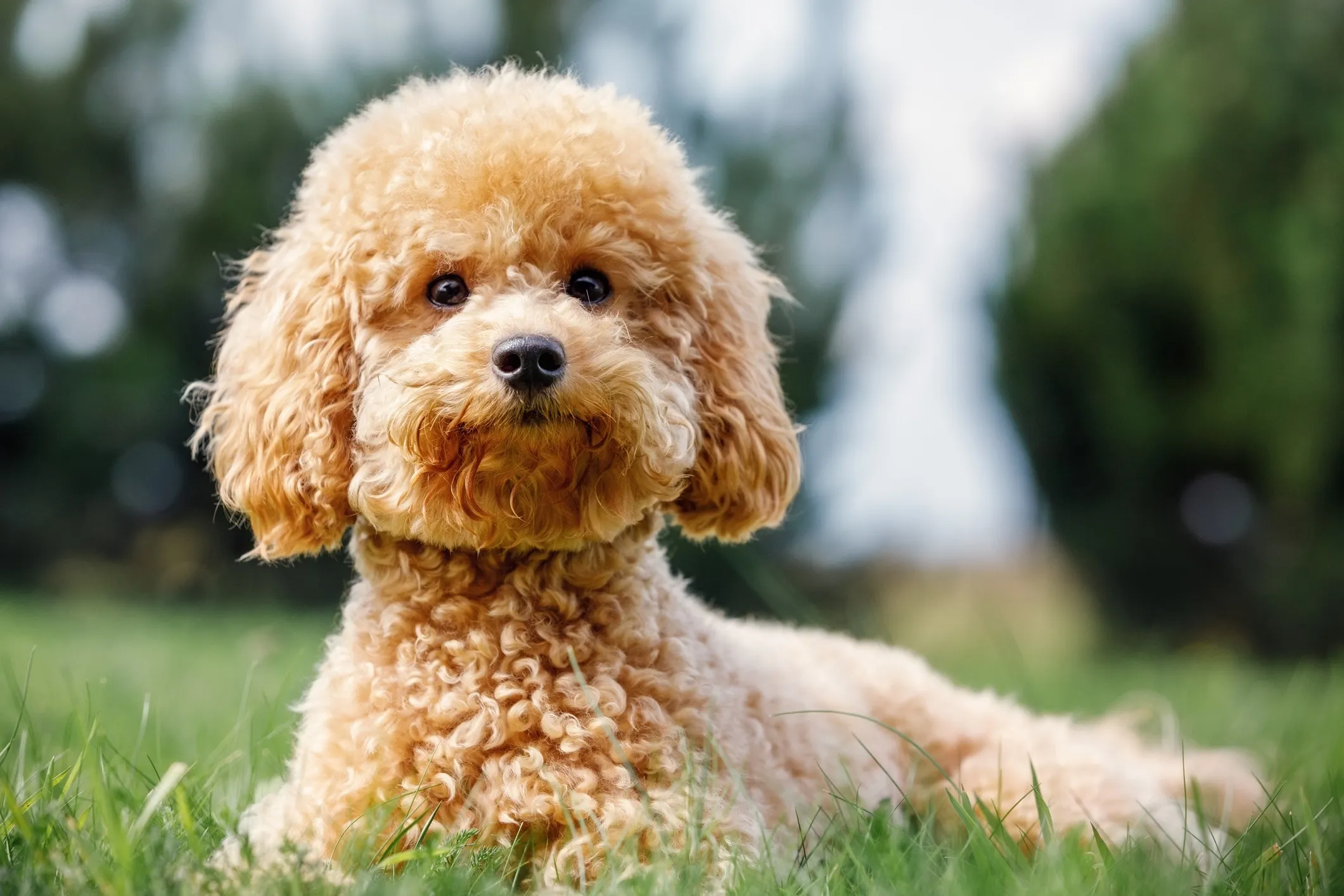 A small apricot Toy Poodle dog enjoys the outdoors, lying in the grass.
