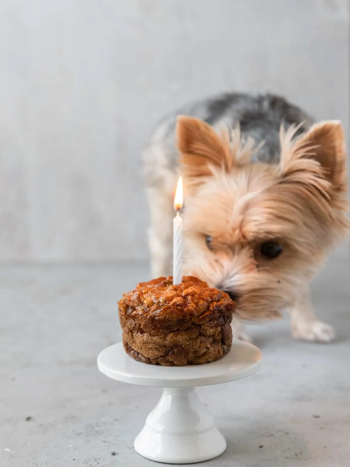 A small black and tan Yorkie smelling a puppy birthday cake with a lit candle in it.