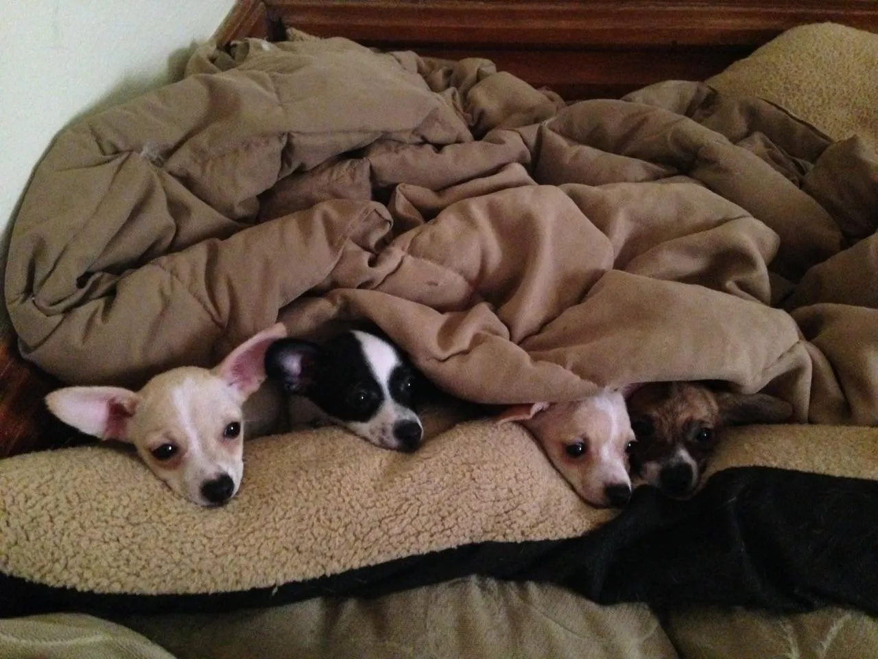 A small black and white Jack Russell Terrier Chihuahua mix puppy sitting attentively on a green leash next to a person's legs.