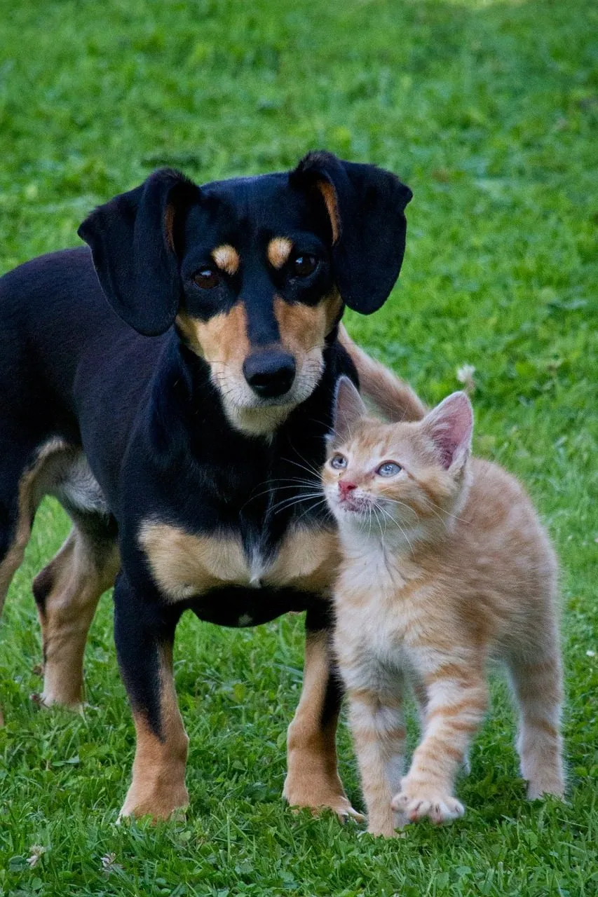 A small black dog and a ginger kitten stand next to each other, looking up calmly