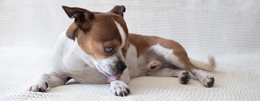 A small brown and white dog, possibly a Chihuahua mix, lying on a white blanket, licking its paw.