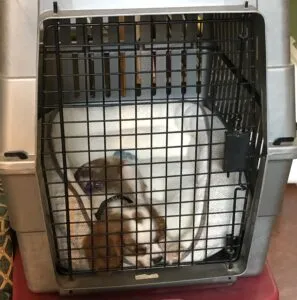 A small brown dog with floppy ears looking out from inside a metal wire crate lined with a soft blanket.