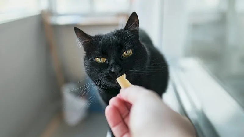 A small cat enjoying a tiny slice of cheese, demonstrating a pet receiving a treat.