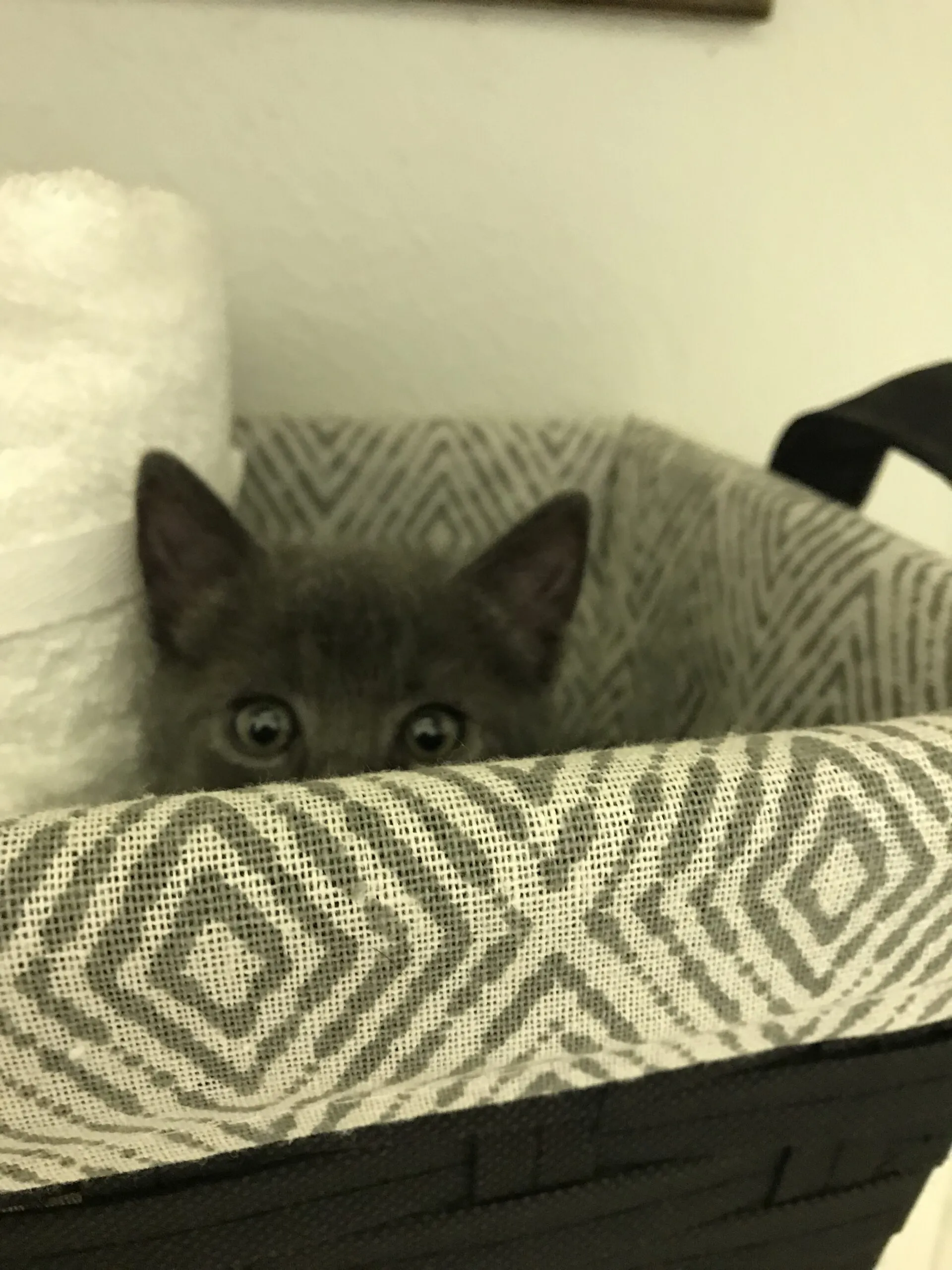 A small cat peeking out from under a wooden basket, looking cautious in a new environment.