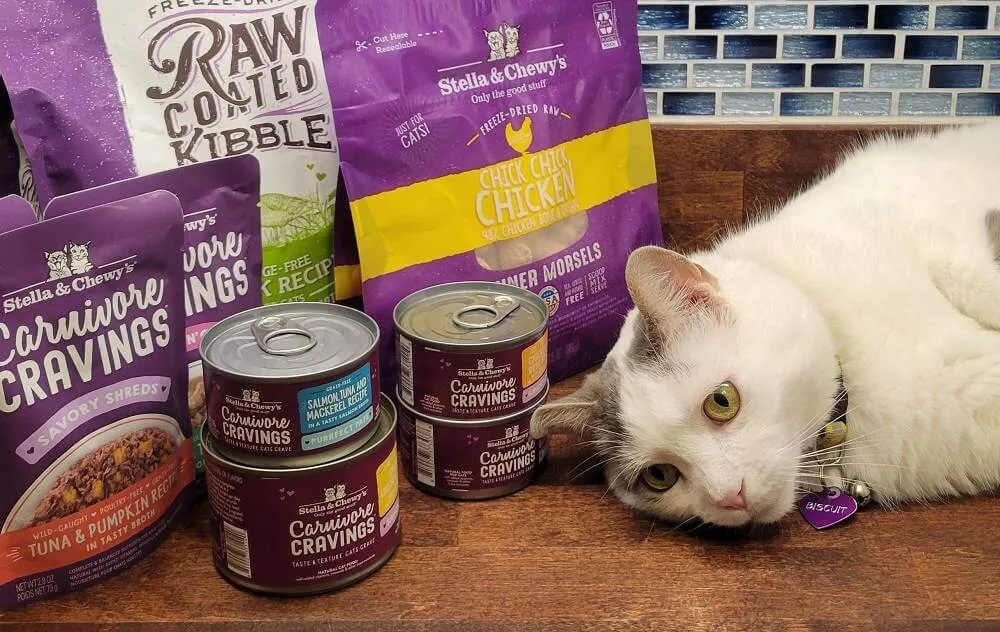 A small cat sitting in front of various Stella & Chewy's cat food products and measuring tools