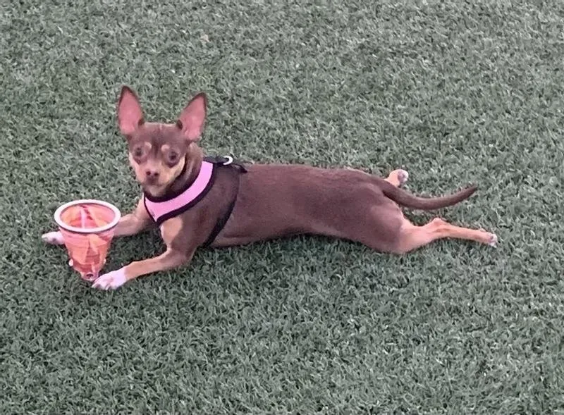 A small chihuahua, Peanut, known for having grain allergies, enjoying a specialized meal