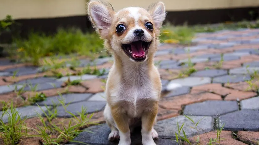 A small Chihuahua with alert ears and large eyes, looking playful yet delicate