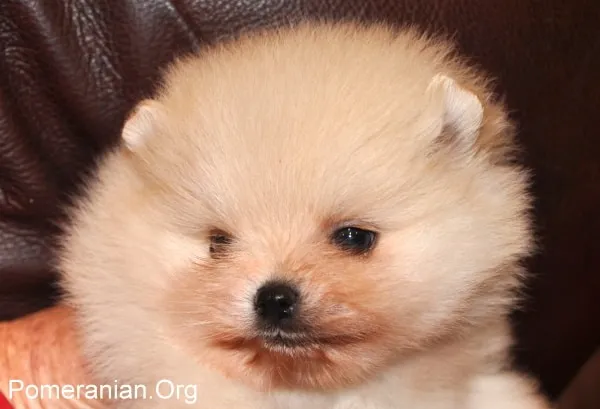 A small, cream-colored Pomeranian puppy looking curious and innocent.
