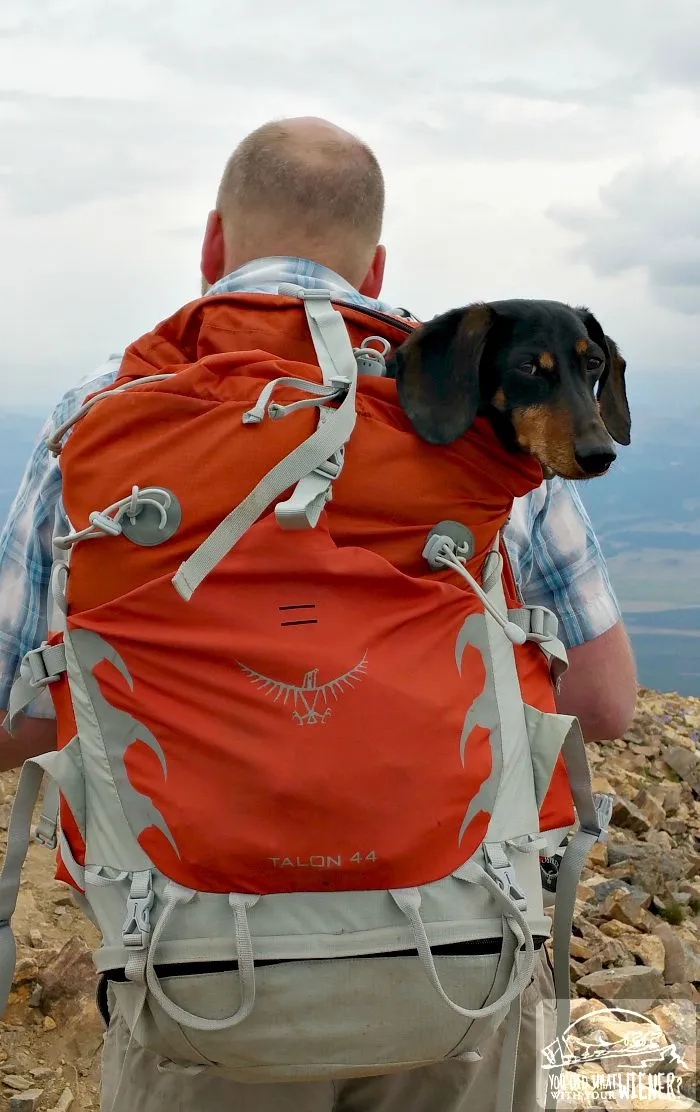 A small Dachshund, Chester, peeking out of an Osprey Talon backpack, being carried on a hiking trail