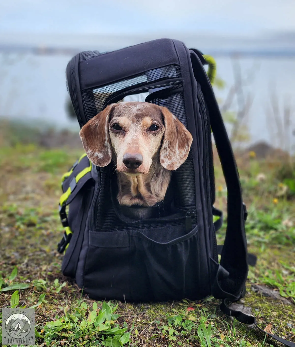 A small Dachshund sits comfortably inside a Roverlund Ready-for-Adventure Dog Backpack, looking forward intently