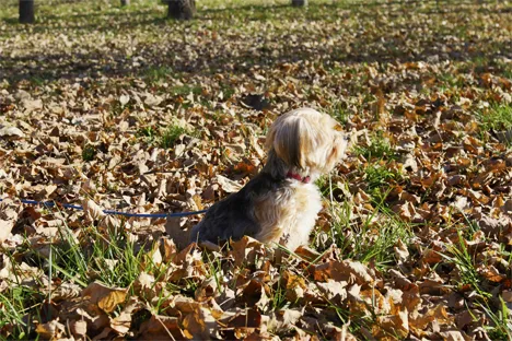 A small, dark puppy on a blue leash, demonstrating a supervised outdoor potty break.