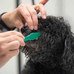 A small dog having its teeth brushed by a groomer at a pet resort.
