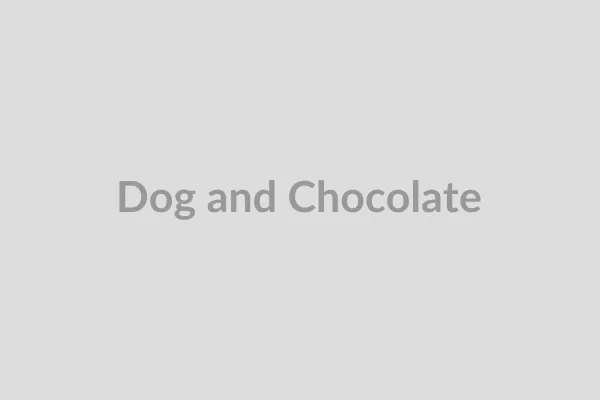 A small dog looking longingly at a piece of dark chocolate on a table