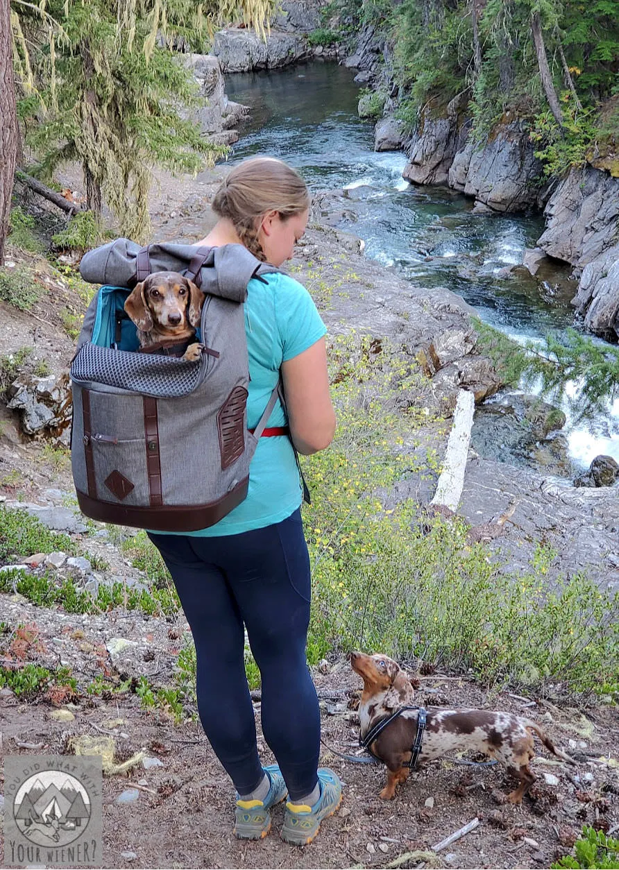 A small dog, possibly a Dachshund, sits inside a Kurgo K9 Rucksack dog carrier backpack, looking out