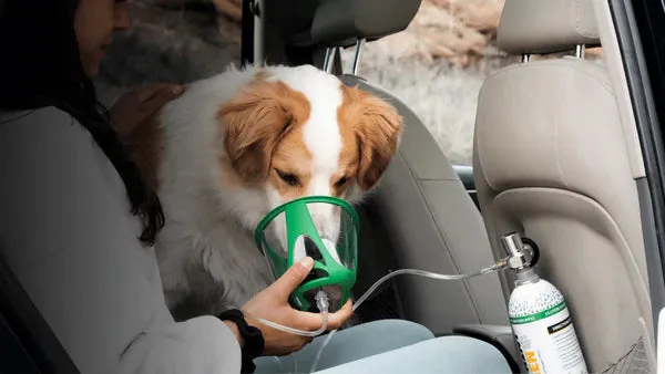 A small dog receiving oxygen therapy in a car, highlighting mobile care