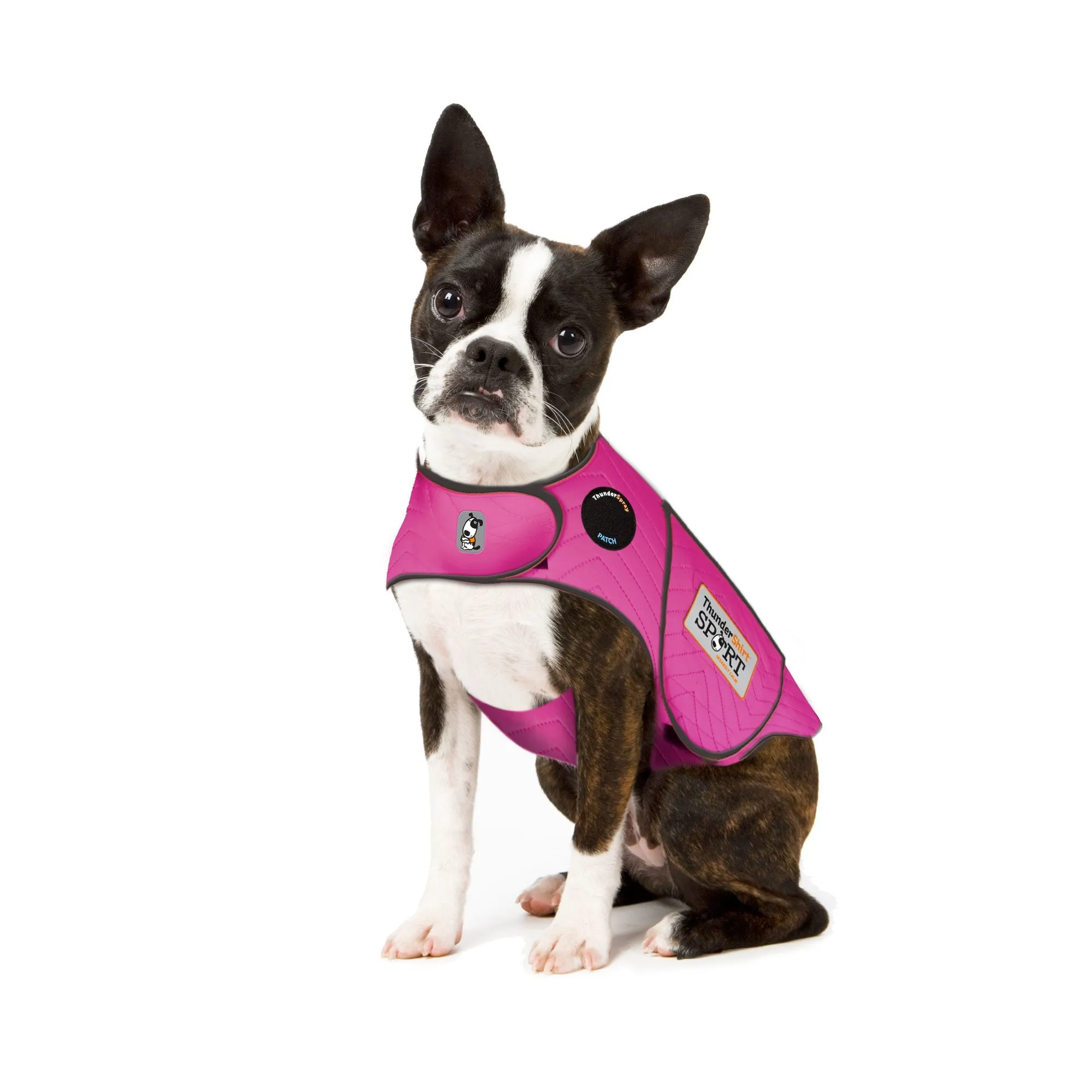 A small dog wearing a bright Fuchsia Sport calming wrap, providing comfort