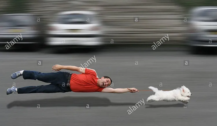 A small dog wearing a winter coat stands in a snowy park, looking into the distance, illustrating adaptation to weather.