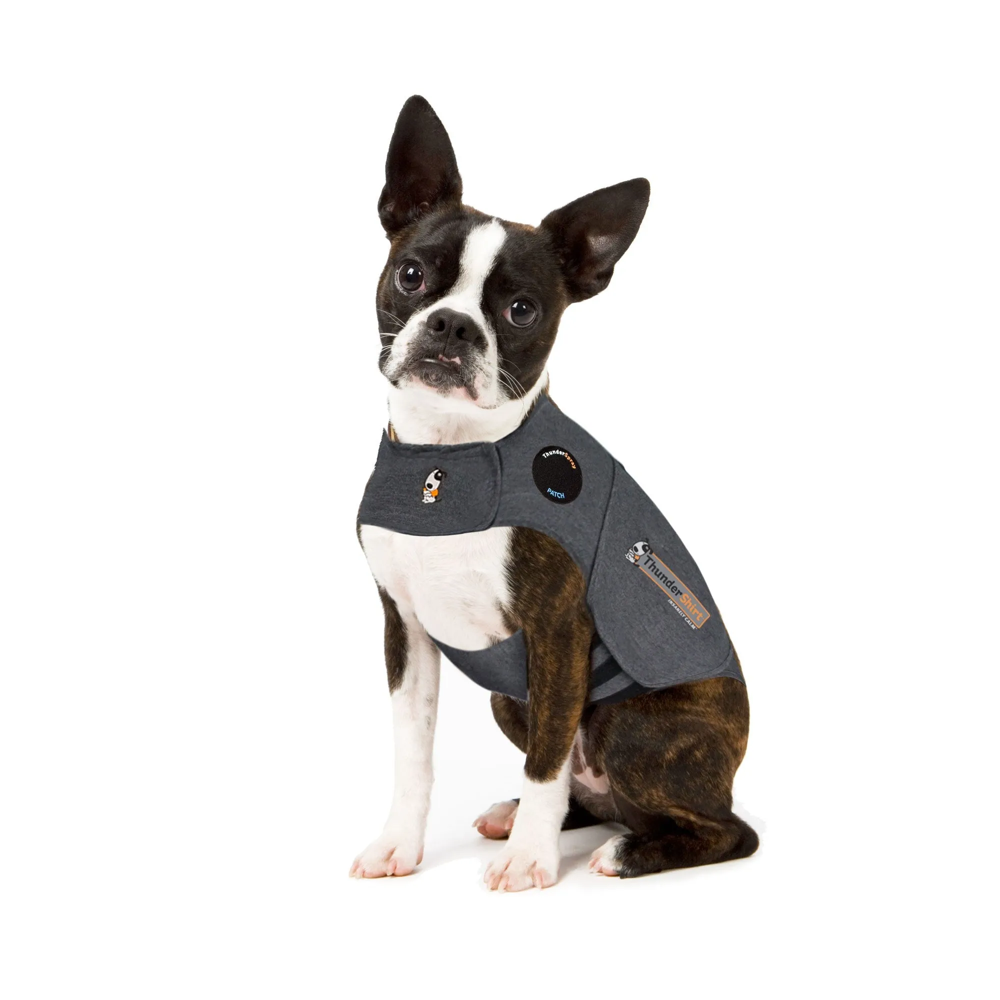 A small dog wearing an X-Small Heather Gray ThunderShirt