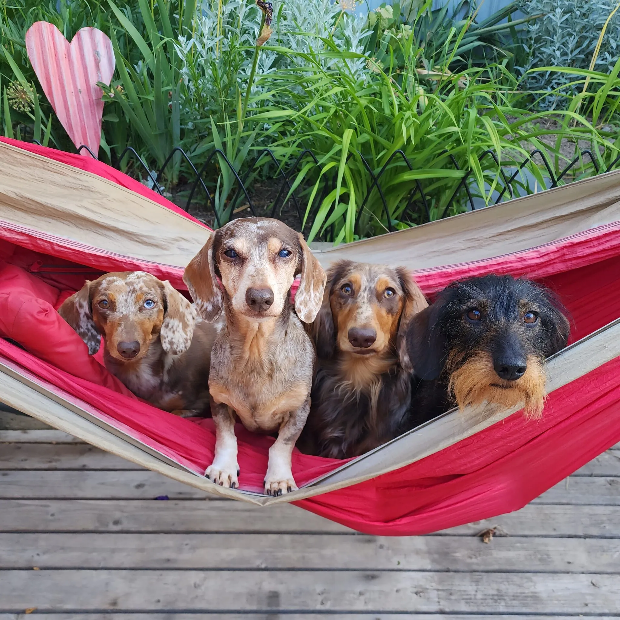 A small dog with a backpack enjoying an outdoor adventure with other dogs