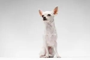 A small fawn-colored Chihuahua with a smooth coat looking alert