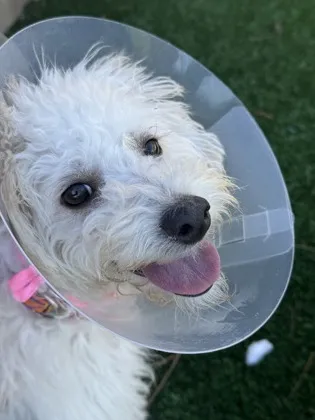 A small, fluffy mixed breed puppy named Dorothy with bright eyes and a sweet expression