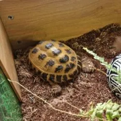 A small fluffy rabbit being gently held by a pet care professional