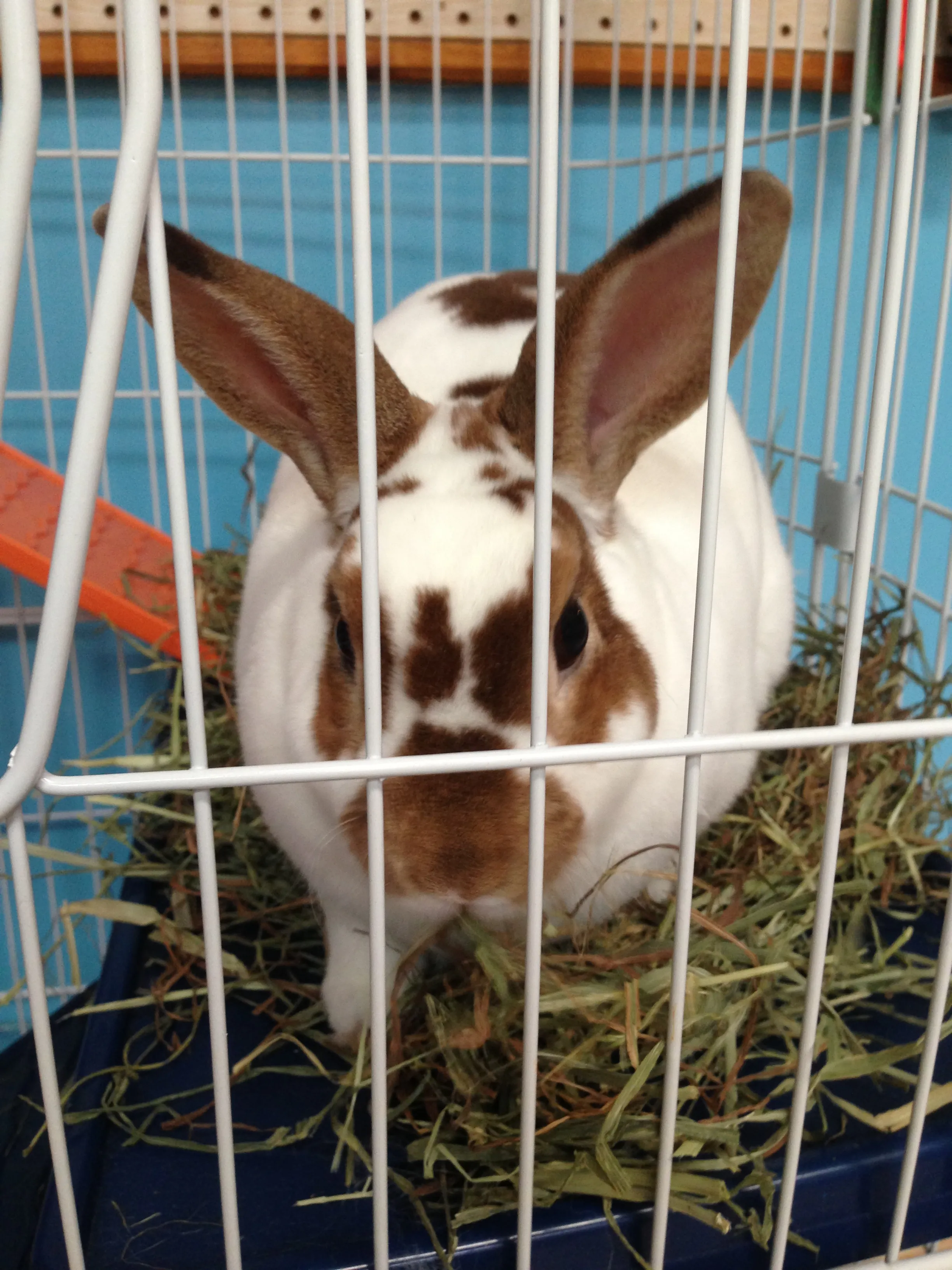 A small, fluffy rabbit comfortably resting in a clean, spacious enclosure with bedding.