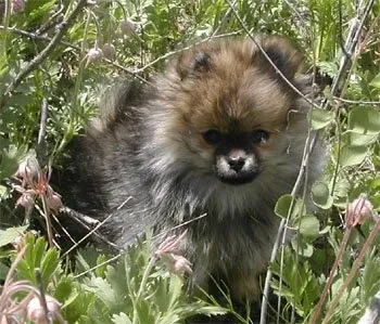 A small, fluffy tan and black Pomeranian puppy is sitting attentively amidst green foliage.
