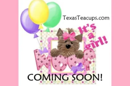 A small, fluffy white puppy with a curious expression, resembling a Maltipoo