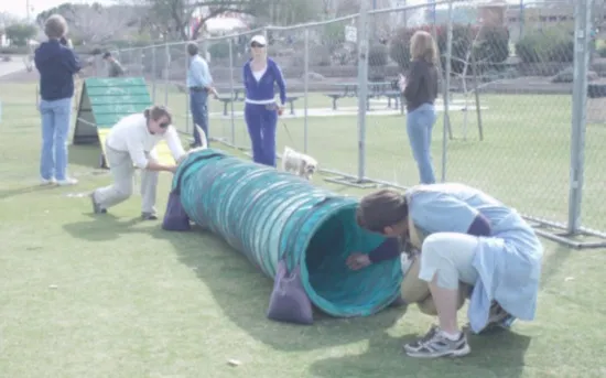 A small group of dogs and handlers engaged in an outdoor agility training class, learning new skills