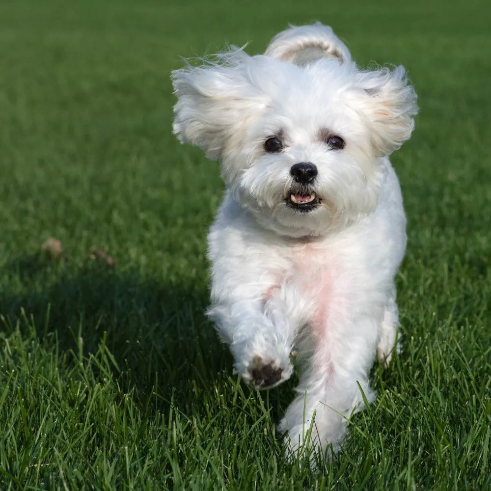 A small Maltese dog with long white fur running happily outdoors