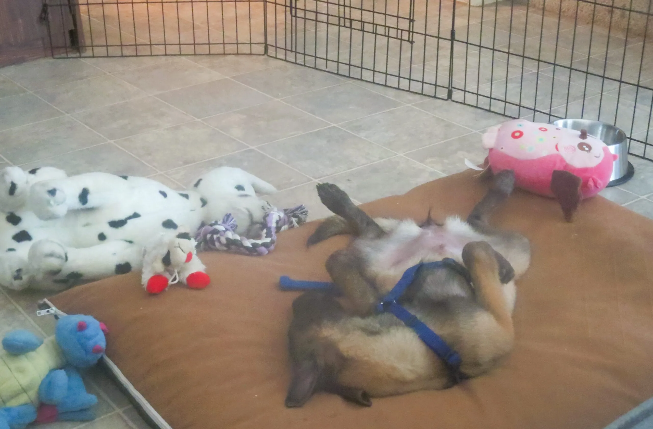 A small puppy, Baby River, sleeping soundly upside down in a crate