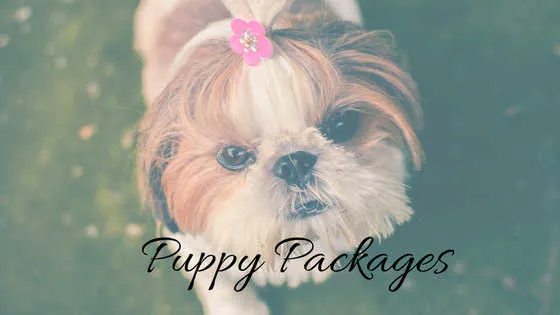 A small puppy being held, representing puppy health packages.