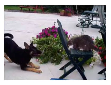 A small puppy interacting cautiously with a cat, learning boundaries