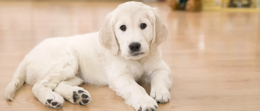 A small puppy lying on a clean floor, observing its surroundings