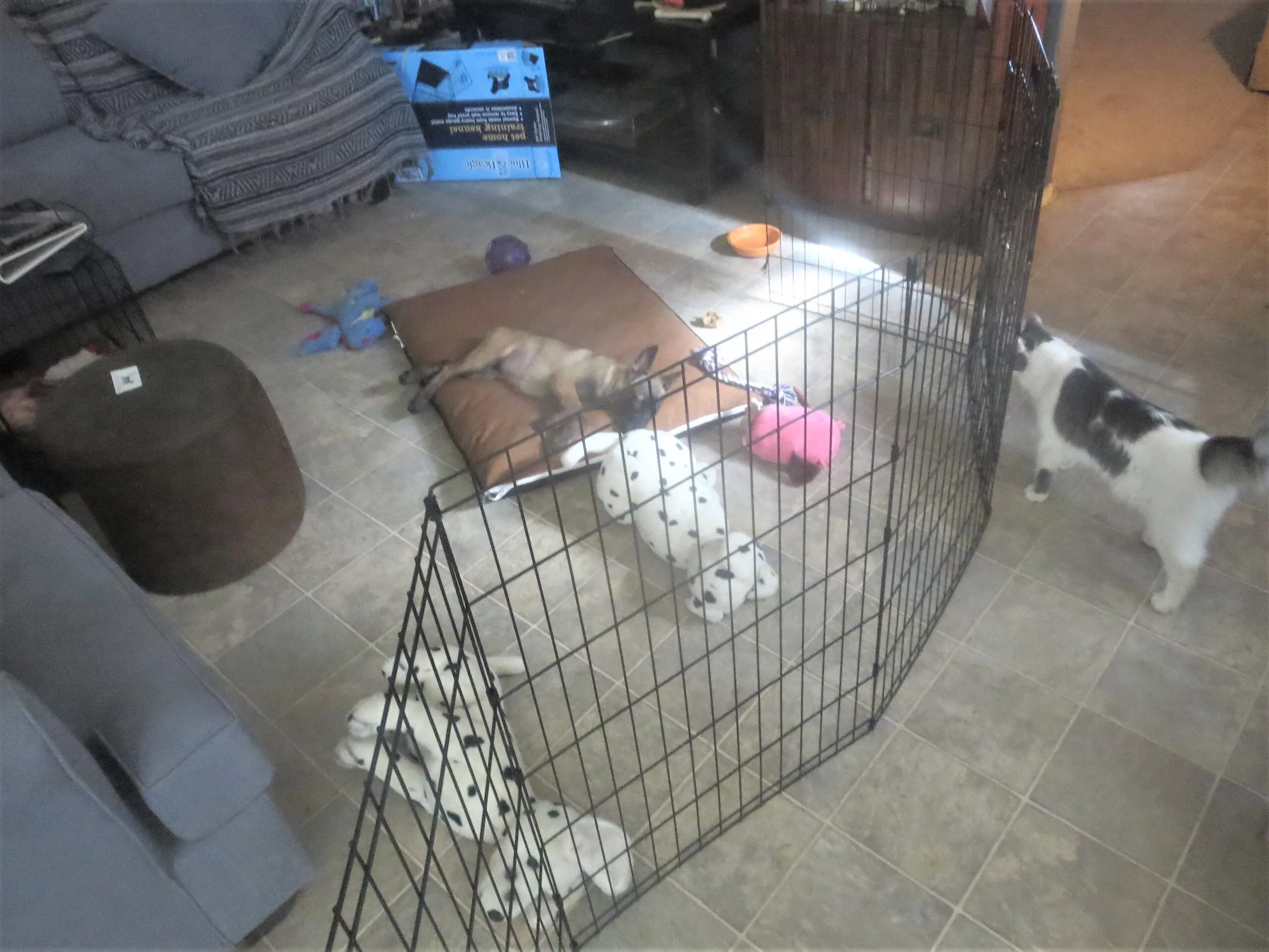 A small puppy sitting calmly within a designated living room basecamp, created with baby gates.