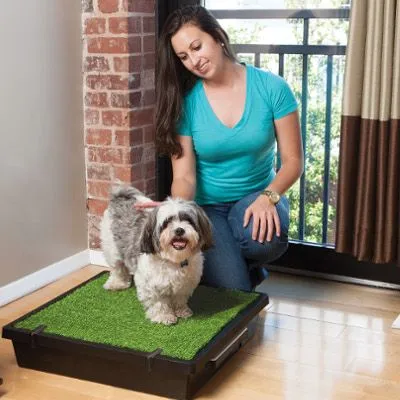 A small puppy sitting obediently beside an indoor training pad or potty