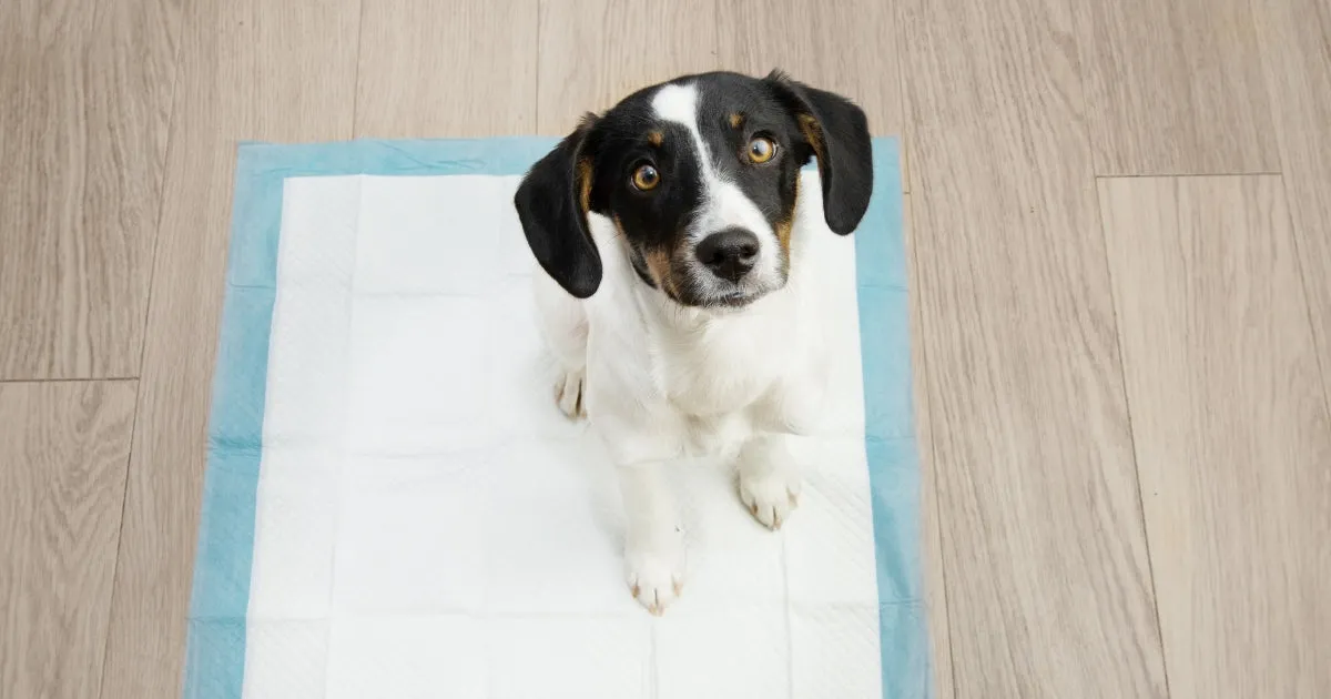 A small puppy sitting on a pee pad, looking a bit confused during the house training process