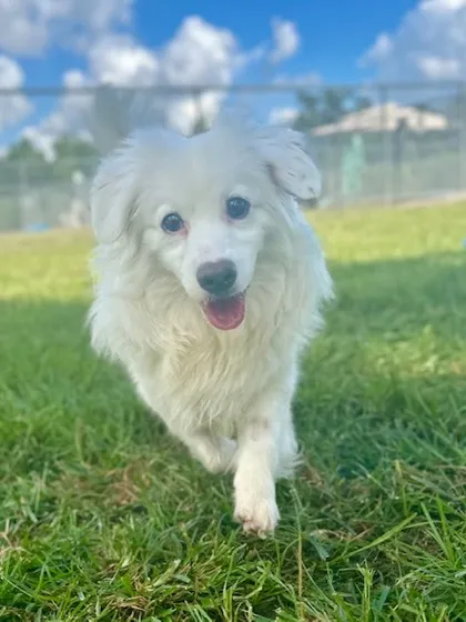 A small, scruffy mixed breed dog named Toby, with dark fur and alert eyes, sitting calmly