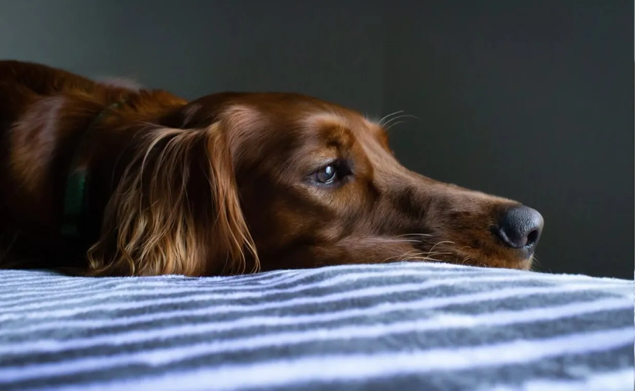 A small sick dog resting on a cozy blanket, looking uncomfortable.